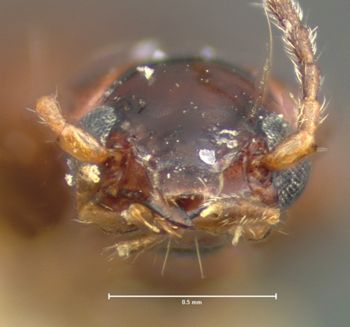 Media type: image;   Entomology 5576 Aspect: head frontal view